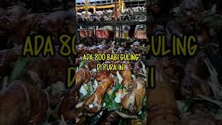 ADA 800 BABI GULING DI SINI [upl. by Netsoj]