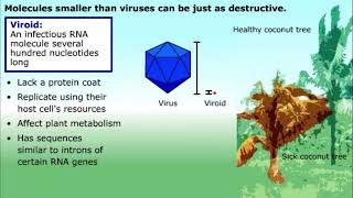 Prions and Viroids [upl. by Lorolla]