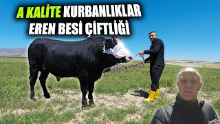 Eren Besi Çiftliğinin 2024 Kurbanlık Fiyatları [upl. by Ramilahs]