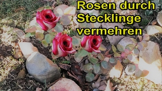 Rosen aus Stecklingen selber ziehen  Rosenstecklinge vermehren  Rosen züchten – Anleitung [upl. by Zurheide]