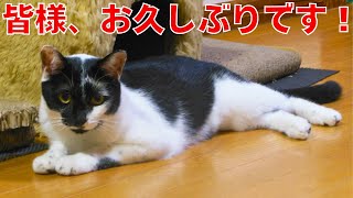 猫ロスでしたでしょうか？【じいじさんとばあばさん老夫婦と猫たち】 [upl. by Htez]