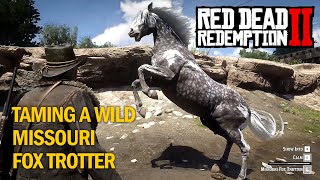 RDR2 Taming wild Missouri Fox Trotter Rampage Mods [upl. by Dunston]