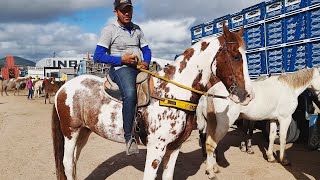 FEIRA DE EQUINOS EM CARUARUPE nordeste 19042022 [upl. by Marylynne641]