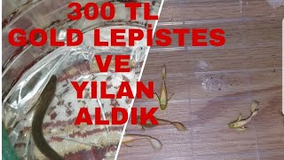 GOLD lepistes ve YILAN aldım 300 Tl lik alısveris [upl. by Adnir311]