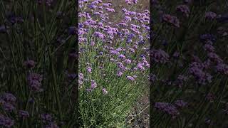 Verbena Vanity  A pollinator magnet perfect for your cottage garden [upl. by Gonick]