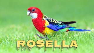 Eastern rosella singing [upl. by Gernhard]