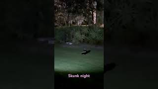 skunks shortvideo skunked [upl. by Tilford]