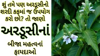 અરડૂસીનાં ફાયદા Ardushi na Fayda Benefits of Jasticia Adhatoda Vasaka ke fayde Malabar nut [upl. by Blinny322]