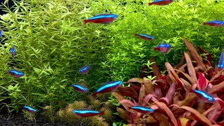 100 Cardinal tetras feeding frenzy Paracheirodon axelrodi [upl. by Burnett]