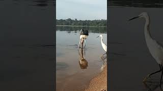 maraboustork kingfisher african finfoot birds sounds forage fly in natures wildlifeviral [upl. by Legyn]