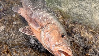 Catching Cubera Snapper From shore [upl. by Elleirbag450]