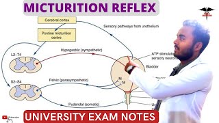 Micturition Reflex  Pathway of Micturition Reflex  Higher centers  Applied physiology [upl. by Nelg]