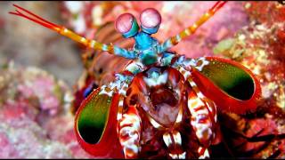 Big Mantis Shrimp in a Marine Refugium [upl. by Rehtnug]