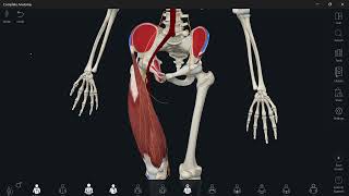 Lumbosacral plexus 5 femoral nerve شرح [upl. by Mil]