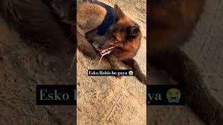 Esko Rabies ho gya hai😭 youtubeshorts treatment trending dog viralshort pets dath 😭 [upl. by Artemed111]