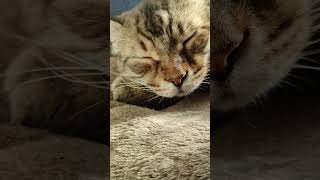 El gato que mejor sabe dormir gatos animales gracioso gatitos shorts [upl. by Yhtomiht]