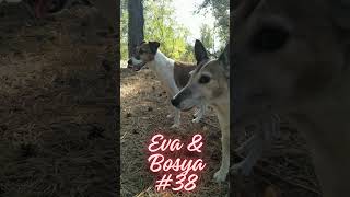 Eva amp Bosya lovely dogs №38 nature travel forestwalk dog wildlife forest [upl. by Noellyn]