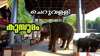 കുസുമം  cheruvally devi temple kusumam  കുസുമത്തെ കുറിച്ച് പറഞാൽ കണ്ണ് നിറയുന്ന പാപ്പാൻ [upl. by Dulcia275]