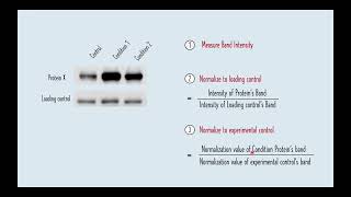 Quantification of Protein Bands using ImageJ for beginners  Western Blot Protein Quantification [upl. by Eirahs587]