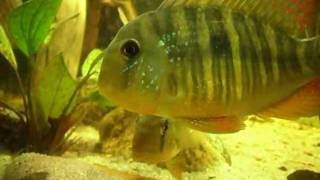 Gymnogeophagus balzanii  spawn [upl. by Nomma]