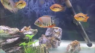 Top 8 centerpiece fish for community aquarium Best large fish for freshwater community tank [upl. by Sperry]