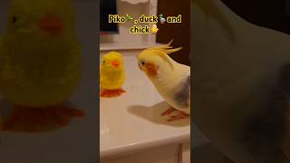 birds cockatielsinging parrot cockatoos cockatiel cockatielslove pets cockatielsing cute [upl. by Alaunnoif]