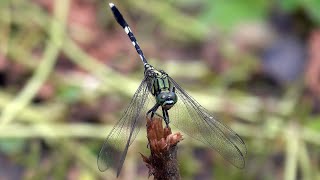 20241005  土城彈藥庫  杜松蜻蜓 Orthetrum sabina sabina [upl. by God]