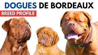 Dogues De Bordeaux Dog Breed Profile History  Price  Traits  Dogues De Bordeaux Grooming Needs [upl. by Kilbride]