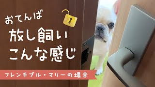 【室内放し飼い】リビングで好き放題！おてんば子犬フレブルマリーの場合 French bulldog diary [upl. by Aydan]