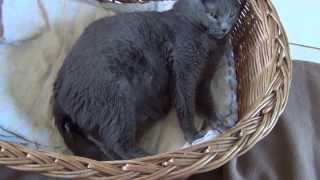 La naissance des chatons chartreux [upl. by Oam]