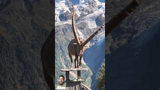 greenscreen ytshorts markhor wildlife facts animals information shortvideo nationalanimalpk [upl. by Olli]