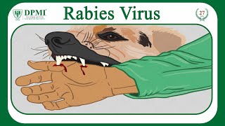 Rabies Virus Morphology and Pathogenesis  Rabies Signs Symptoms Lab Treatment amp Prevention [upl. by Carboni]