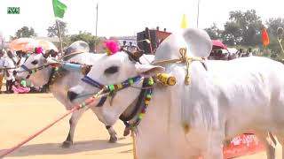 Yadla pandalu 2019  Edla pandalu New Category Bulls 1st place winners NVR CINEMAS [upl. by Beverlie]