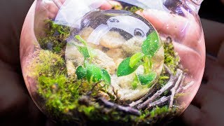 Putting an Ecosphere Inside of a Closed Terrarium [upl. by Emmalee24]