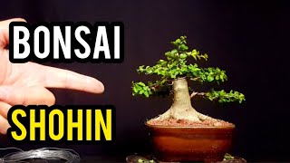 ⚠ COMO HACER UN MINI BONSAI ⚠ ALAMBRADO [upl. by Anitsim]