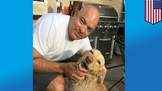 Lost dog found 2 years later golden retriever reunited with owners after wandering the wilderness [upl. by Ricketts501]