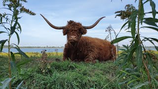 Heerlijk fietsen op het eiland Tiengemeten – 4K [upl. by Ahsekram887]