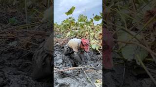 This Amazing Thing Is Extracted From Mud shortsvideo [upl. by Rap]