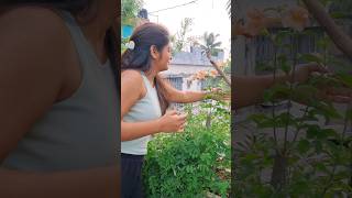 কতো রঙের ফুল ফুটলো আজ 😯😍 trending minivlog gardening vlog flowers rain viralvideo shorts [upl. by Havener]