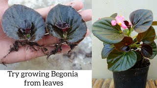 Try growing Begonia from leaves simple and effective with updates [upl. by Allan11]