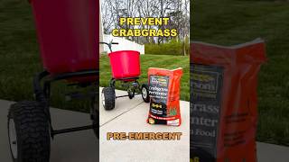 Prevent Crabgrass From Growing￼ lawn lawncare crabgrass shorts [upl. by Kirch941]