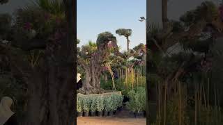 Warsan Nurseries plantshoppingplantshopsindubaidubaiplantcommunitydubaiplantmarkethappyplace [upl. by Nimajnab]