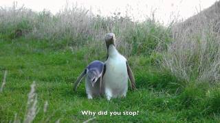 Penguin Walk Otago NZ [upl. by Ailefo]