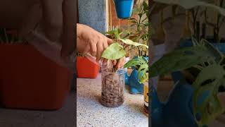 HOW TO GROW PHILODENDRON IN LECA BALLS luckyplants [upl. by Augy]