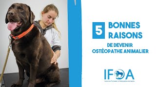 5 bonnes raisons de devenir ostéopathe animalier [upl. by Malinowski]