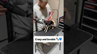 Brodie was fun to groom 💙🐾🐶 ratterrier chihuahua beagle dogbath tutorial [upl. by Orsola]