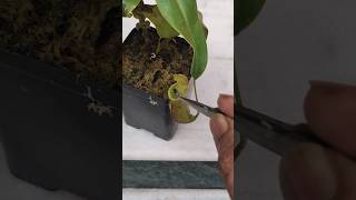 Feeding my Nepenthes a fly 👾 nepenthesplant pitcherplants carnivorousplants nepenthes [upl. by Sand]