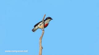 Call of the Redkeeled Flowerpecker [upl. by Nidia243]