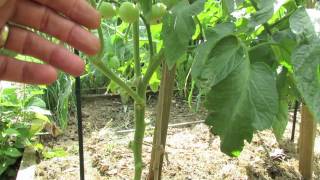 TRG 2012 Tomato Stem Pruning Single Double and Triple Stems [upl. by Crispas]