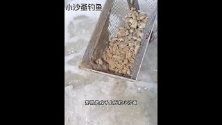 戶外捕魚：漁民用小沙蚤垂釣海鮮 釣魚 釣魚的樂趣只有釣魚人懂 原來釣魚才是抖音運動頂流 [upl. by Langham]